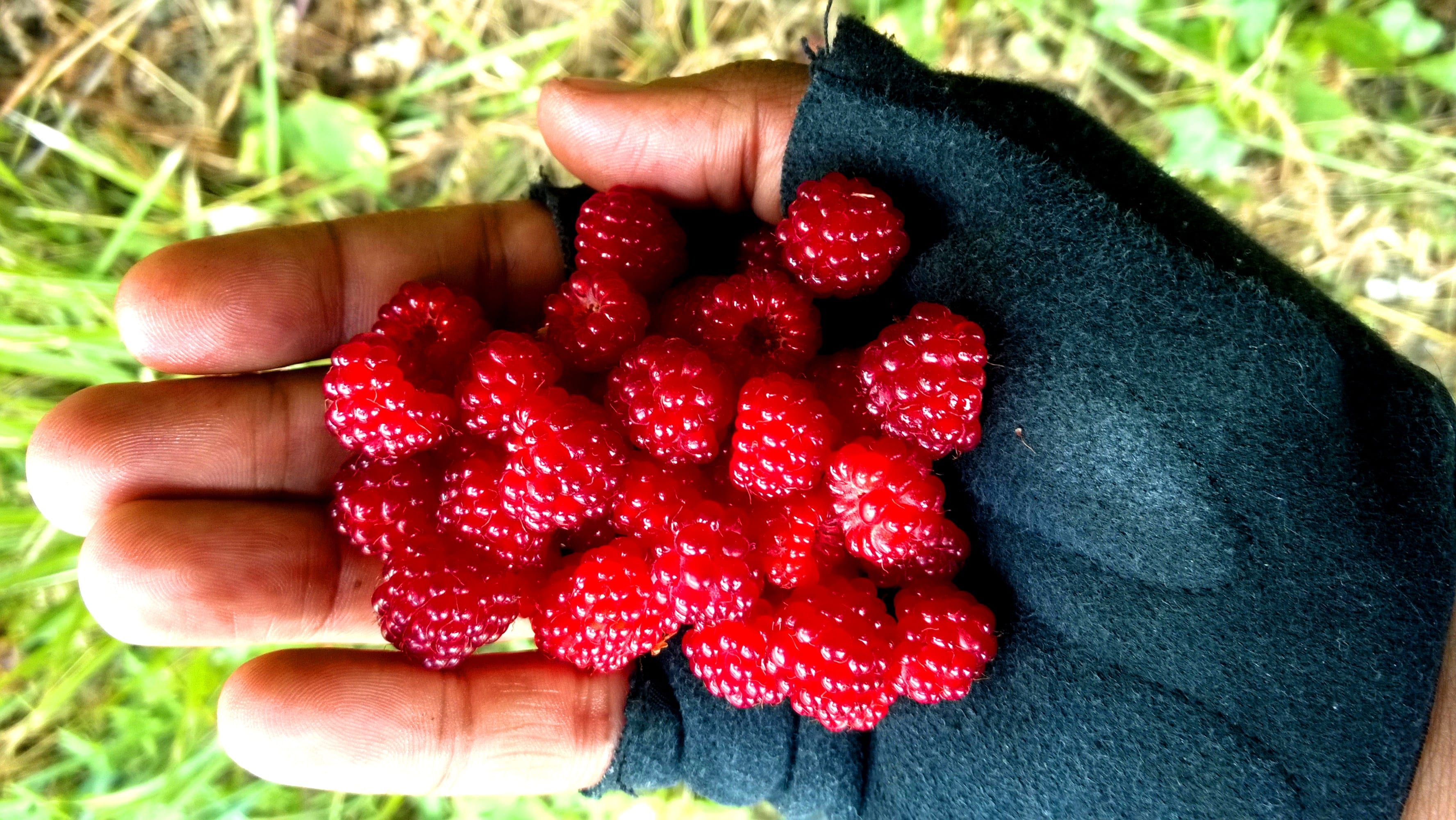 Wild Berries